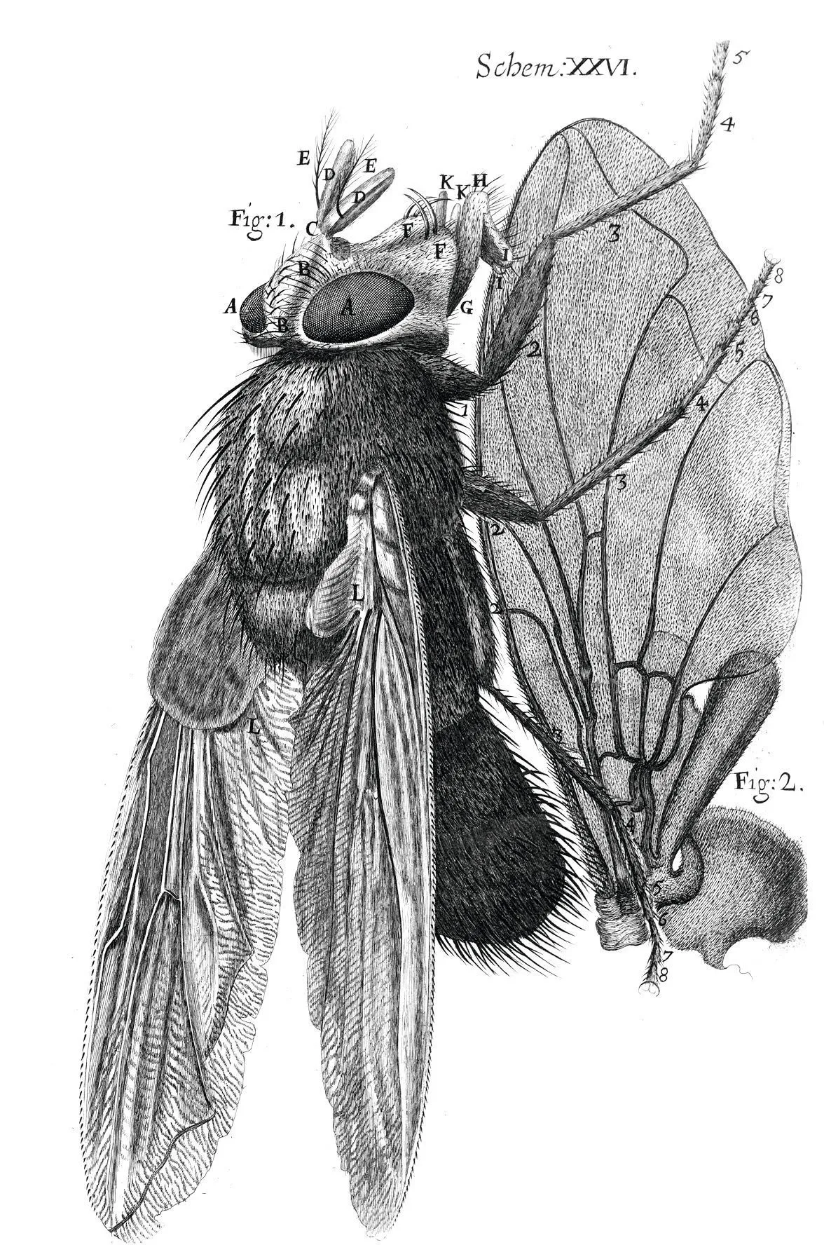 Portrait d'une mouche dessiné par Hooke (1665).