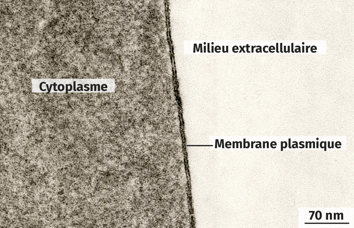 Une membrane plasmique observée au microscope électronique à transmission