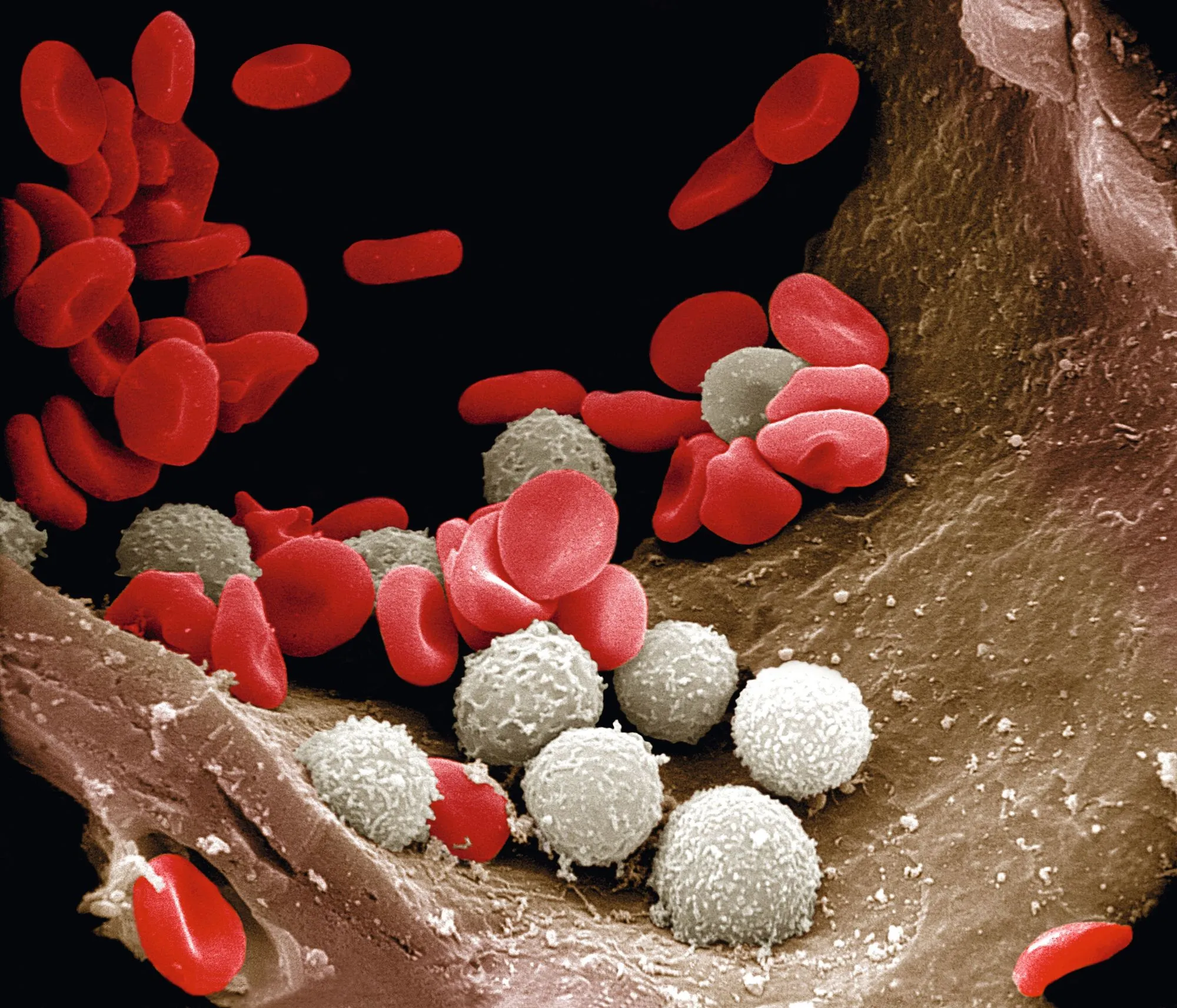 Artériole contenant des globules rouges et blancs