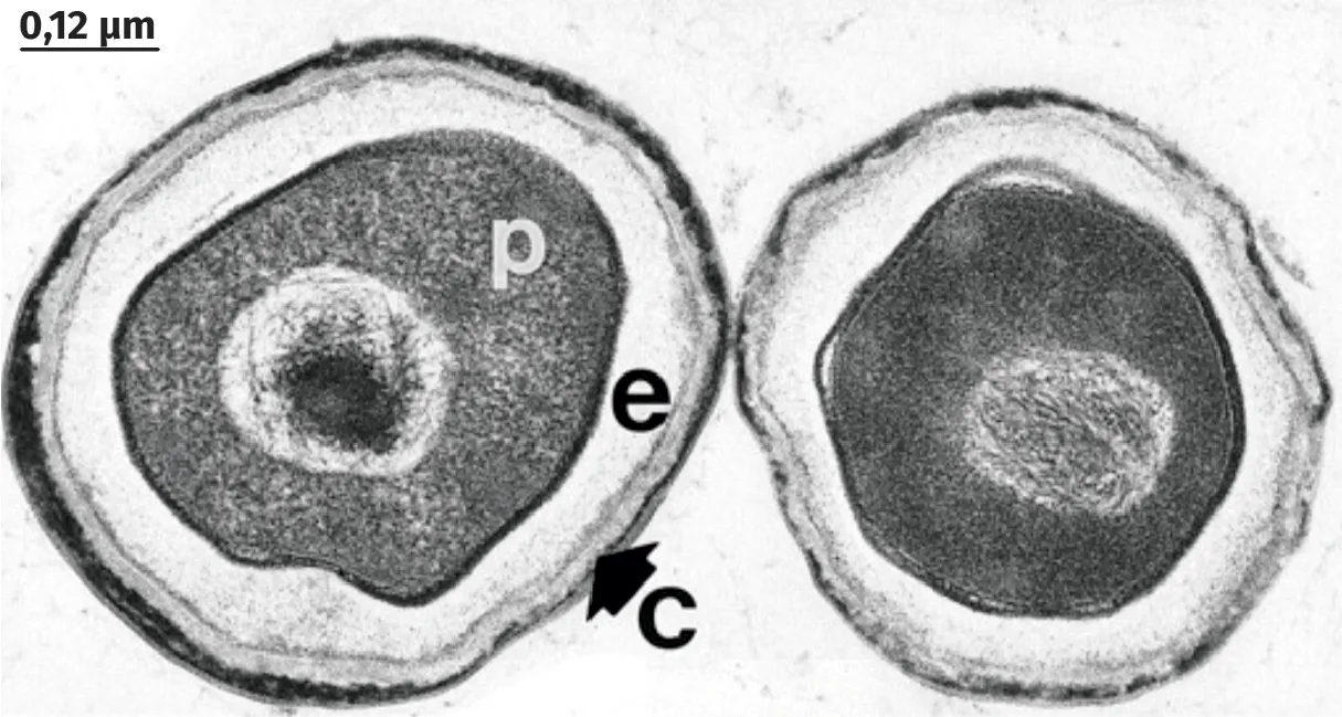 Photographie en MET de deux spores de Bacillus subtilis