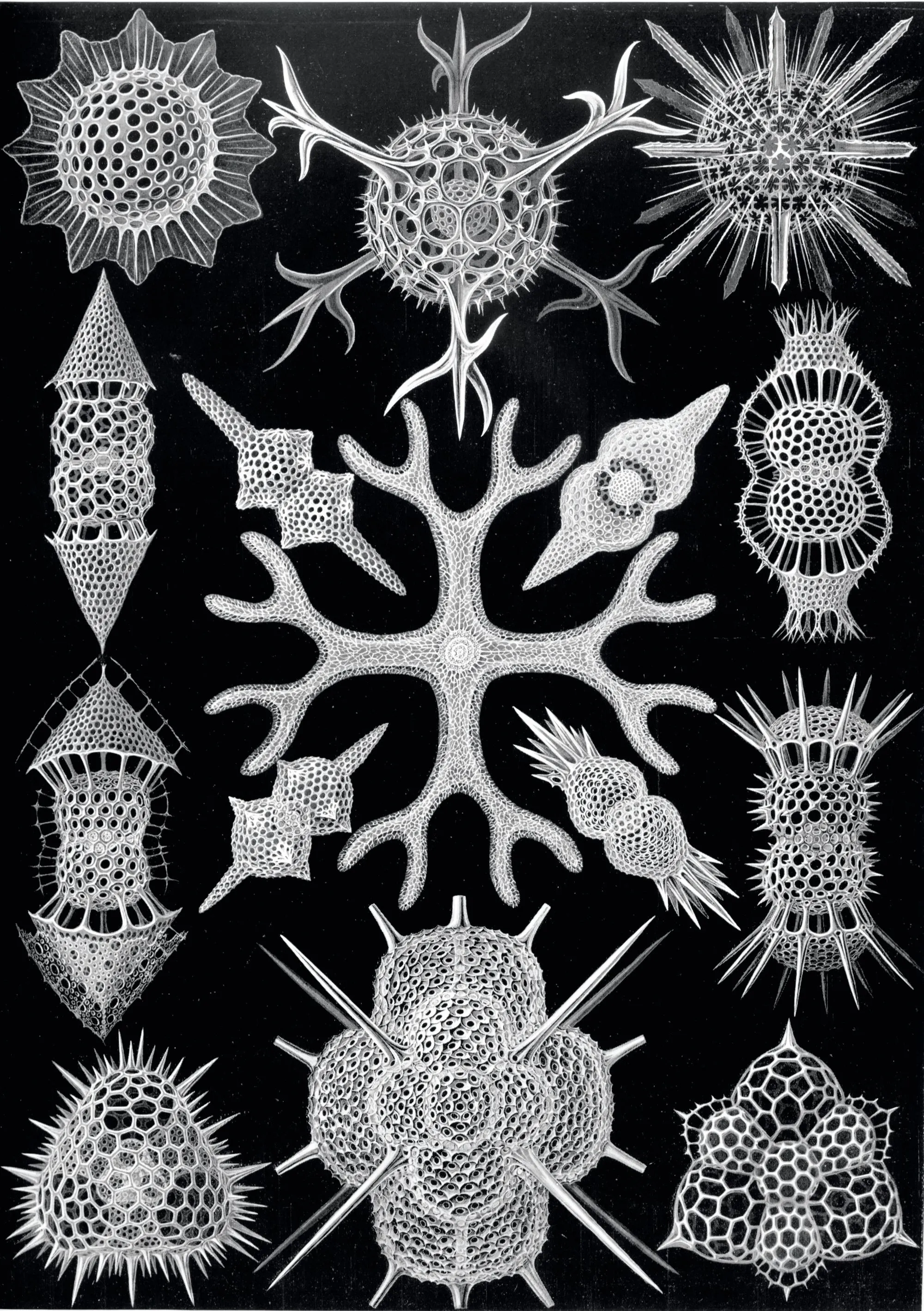 Dessins de squelettes de radiolaires d'Ernst Haeckel
