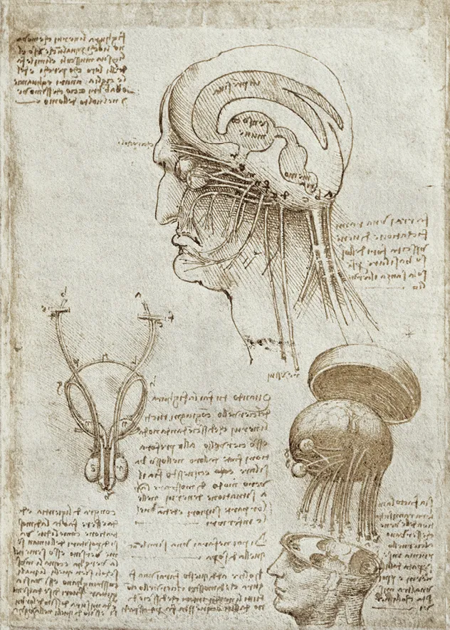 Léonard de Vinci, étude
anatomique du cerveau