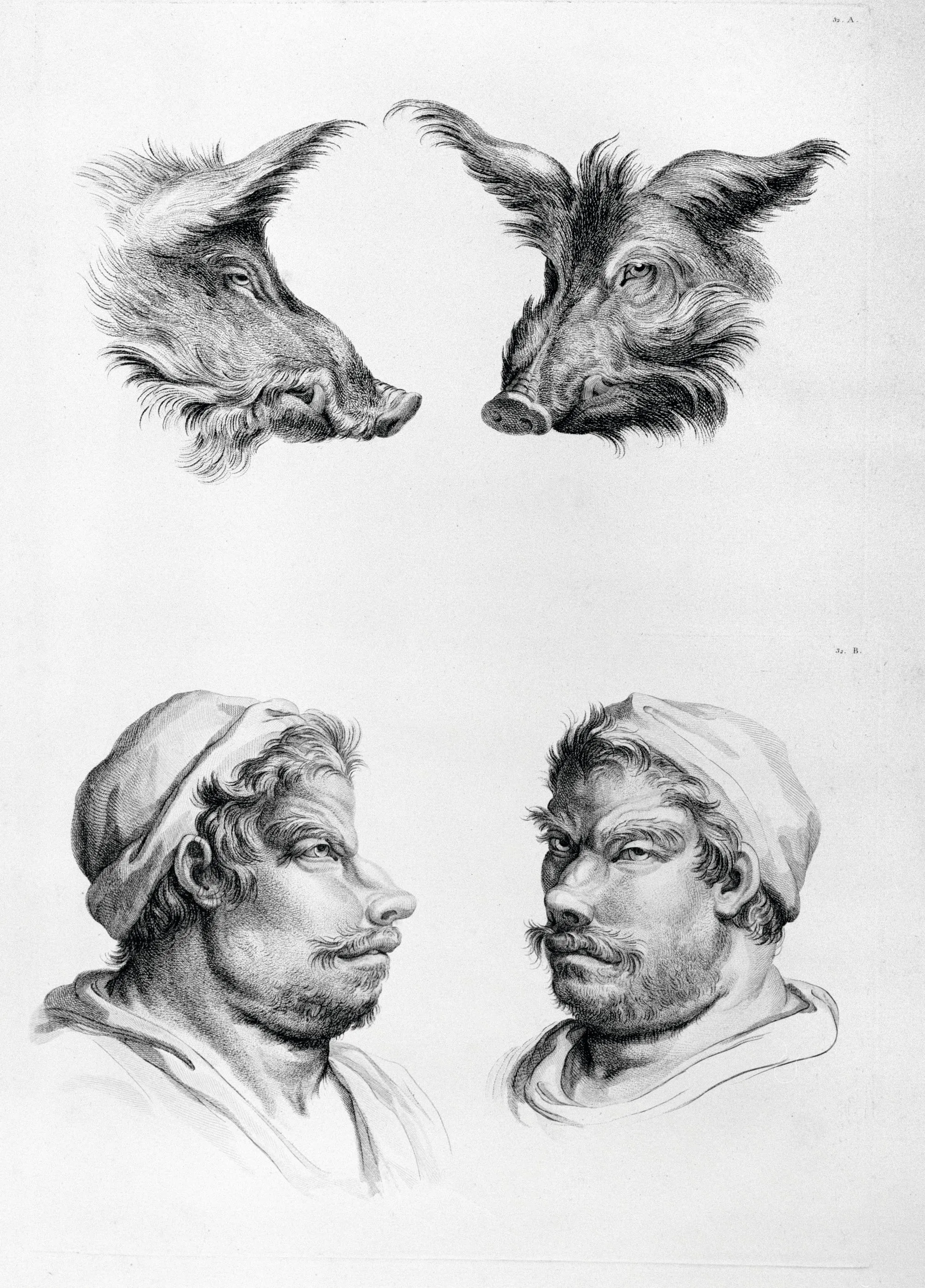 Charles Le Brun (d'après), « Rapport de la figure humaine avec celle du sanglier », Traité du rapport de la figure humaine avec celle des animaux, 1672.