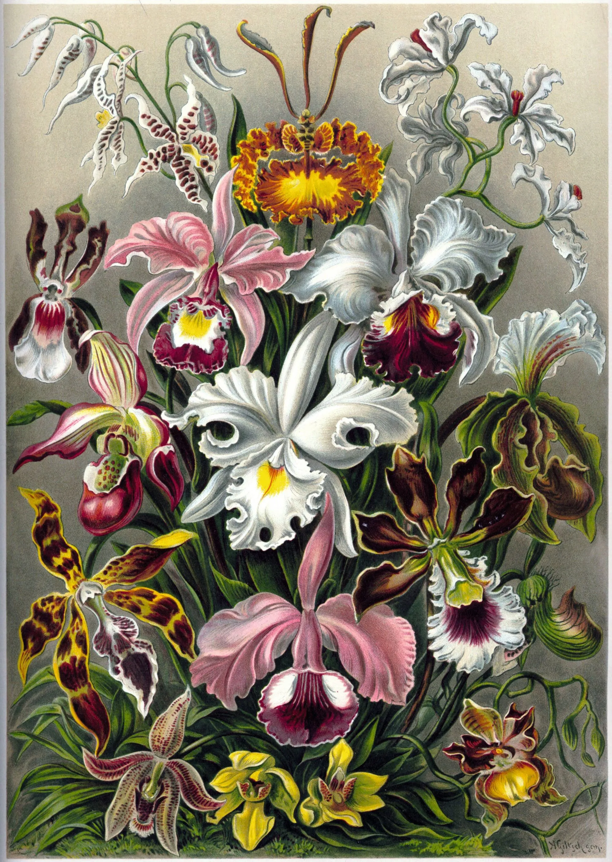 Ernst Haeckel Orchidae dans Formes artistiques de la nature