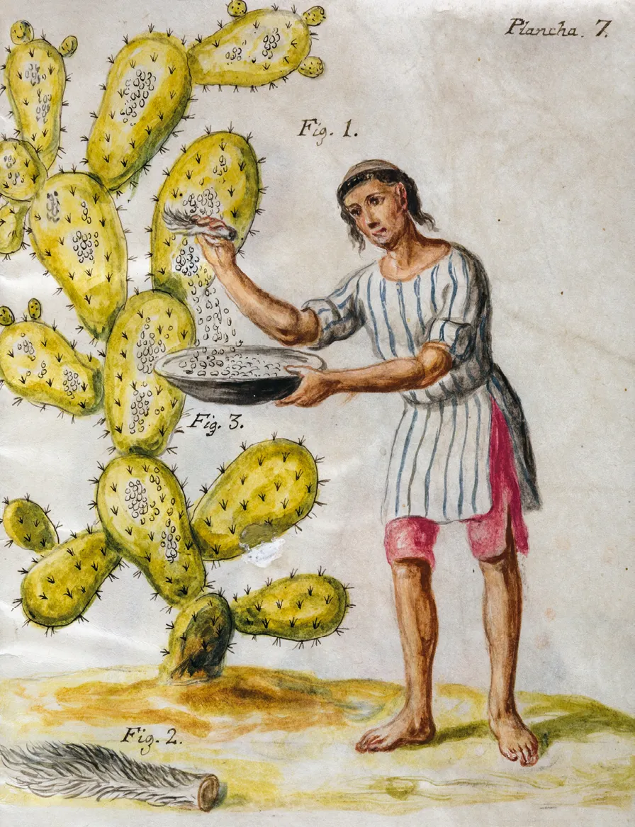 José Antonio de Alzate y Ramírez, Memoria sobre la naturaleza, cultivo et beneficio de la grana, 1777, illustration des Archives générales de la nation, Mexico