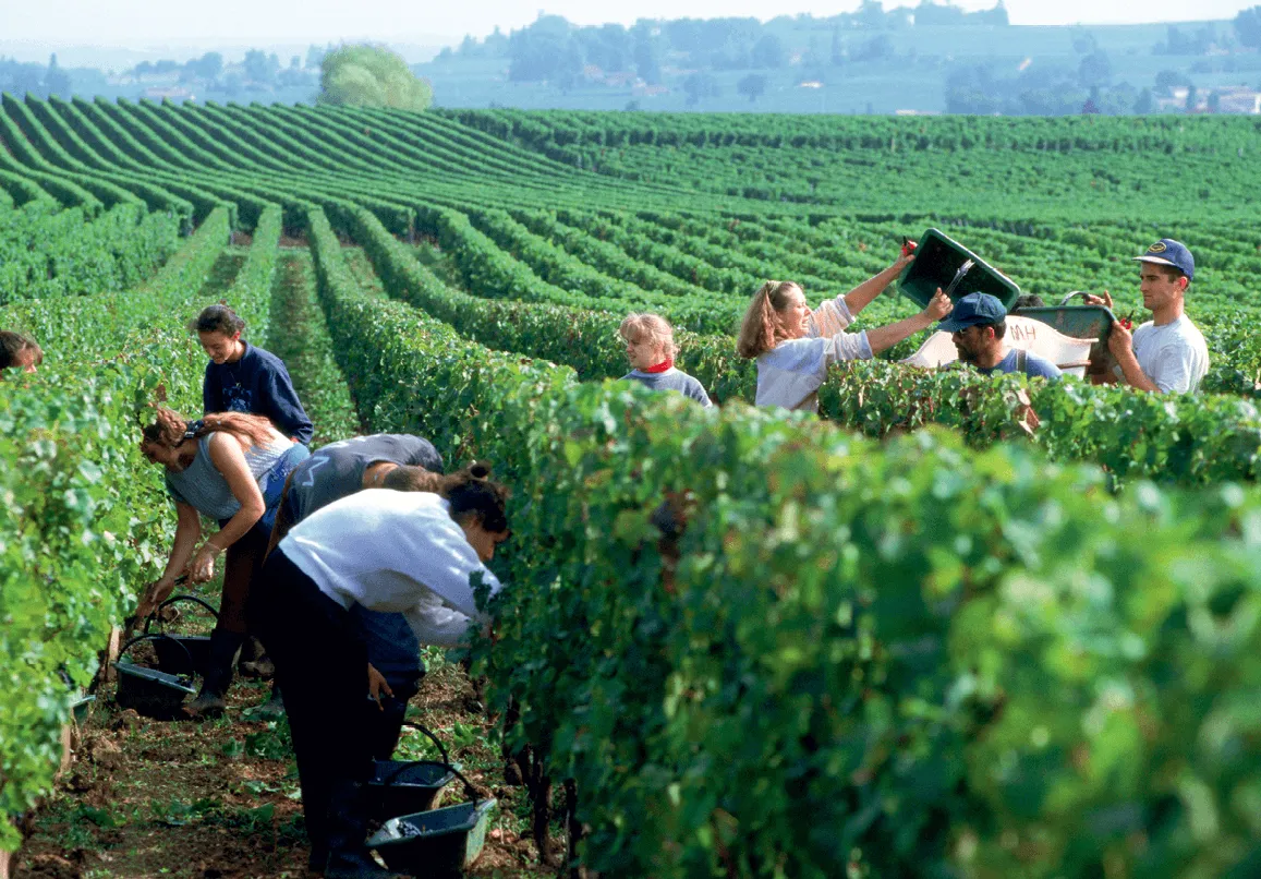 Des vendanges manuelles