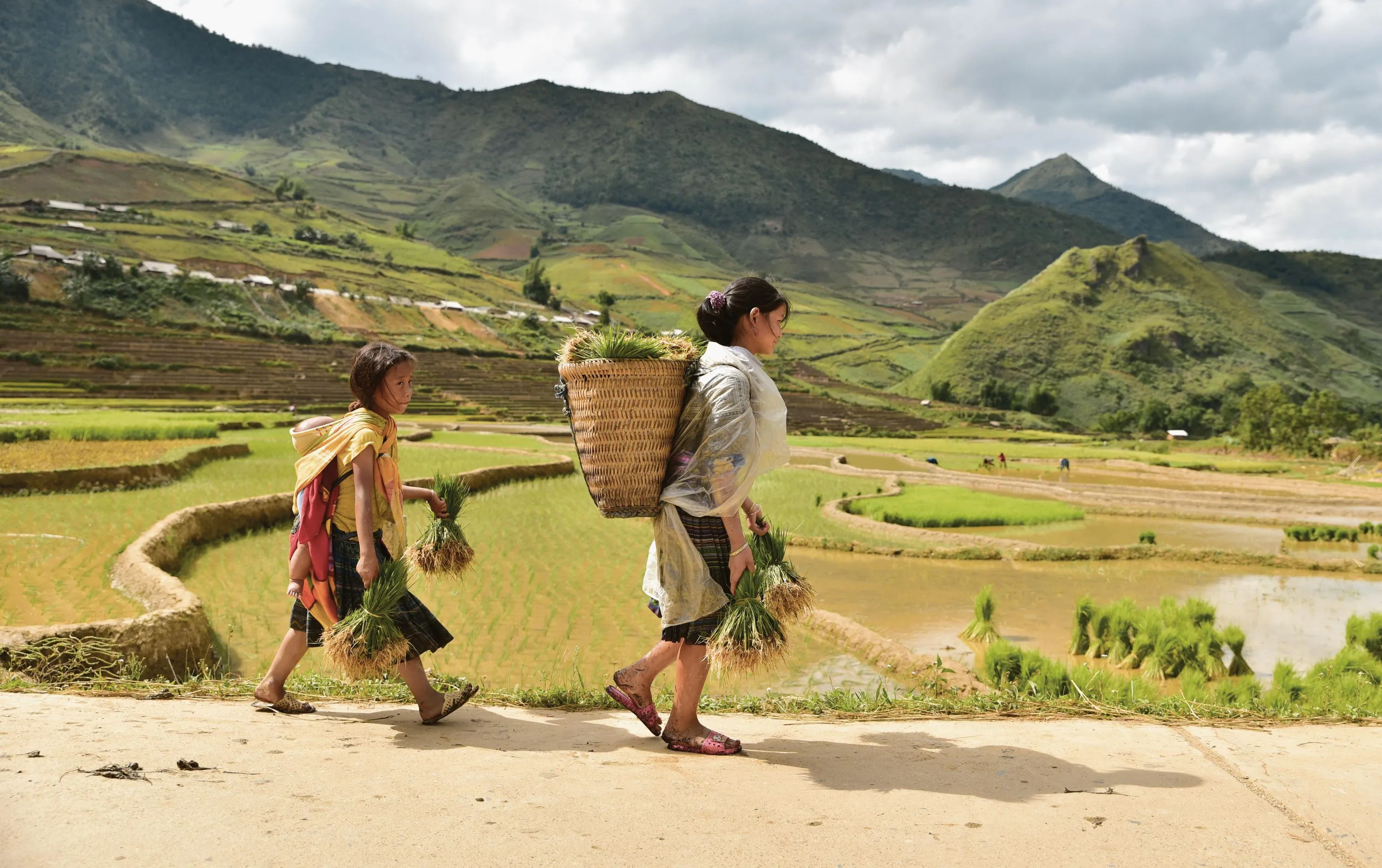 Travail dans les rizières (Vietnam)