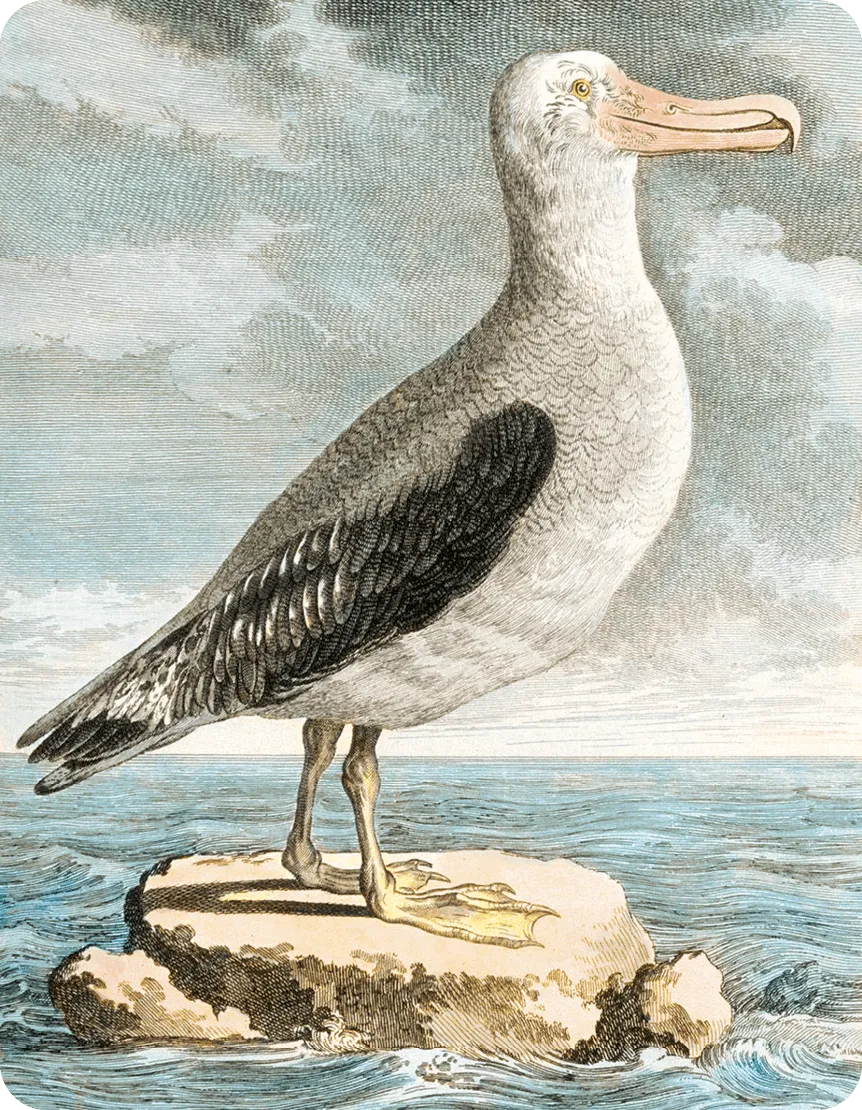 Jacques Sève et Louis Legrand,
Albatros