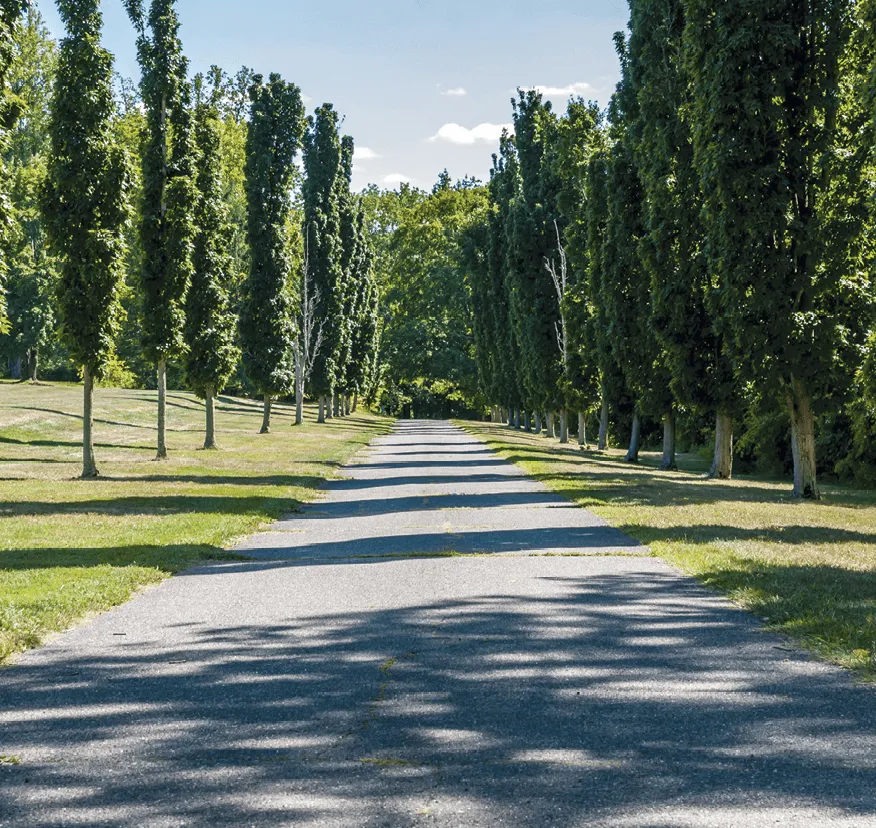 Photographie d'une allée d'arbres.