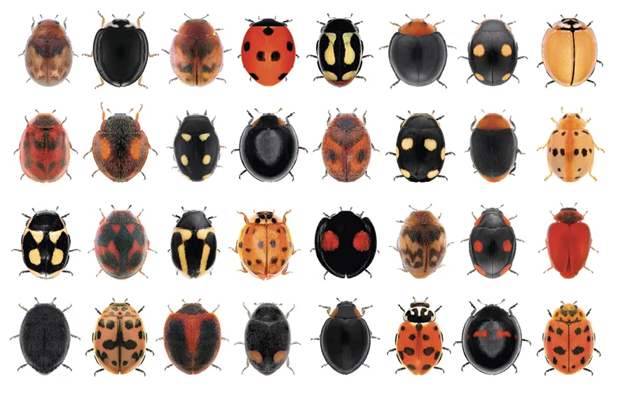 photo de différentes espèces de coccinelle