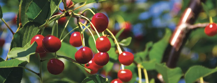 Baies mûres de cerise sur une branche d'arbre dans le jardin