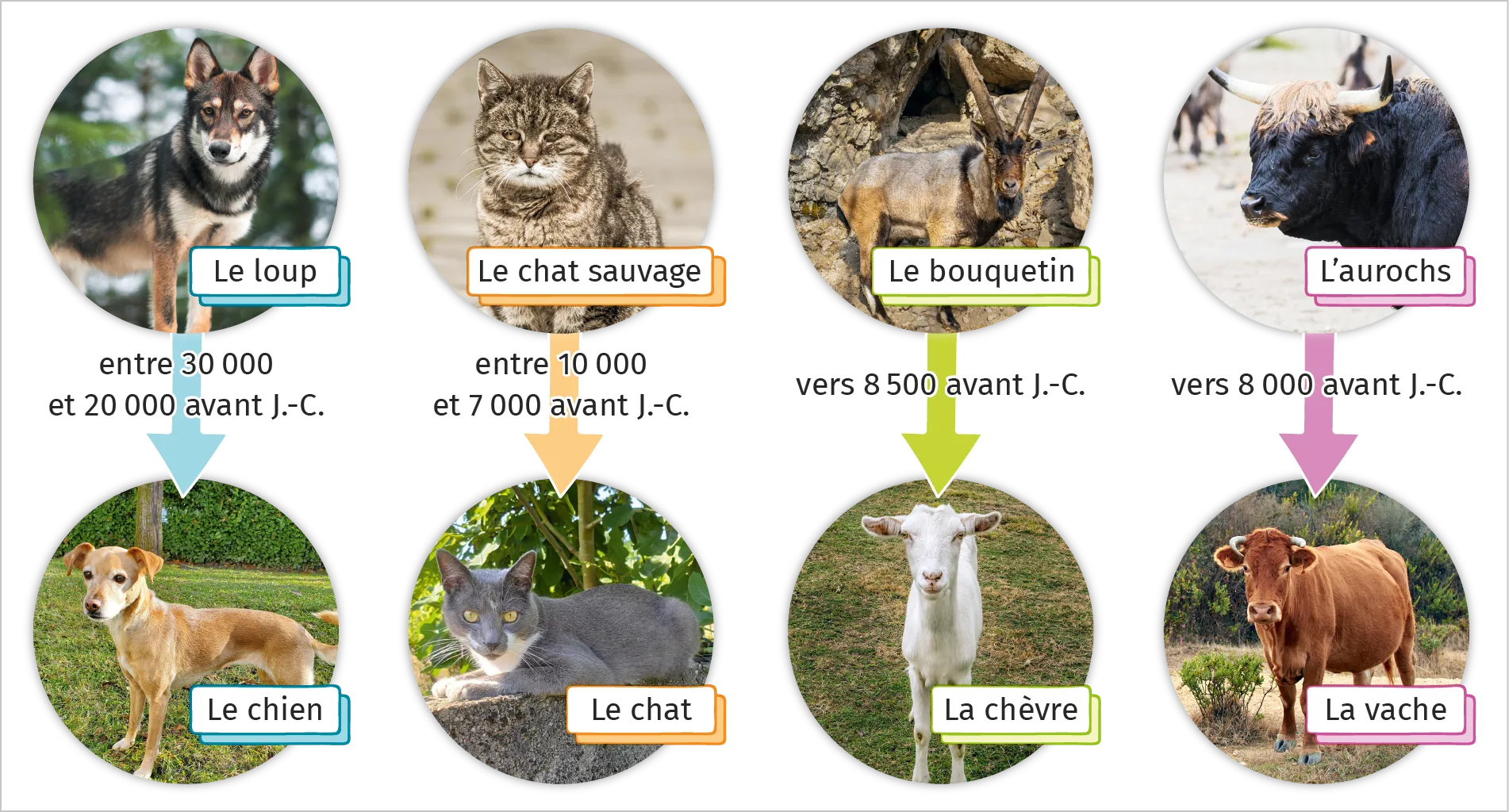 La domestication des animaux