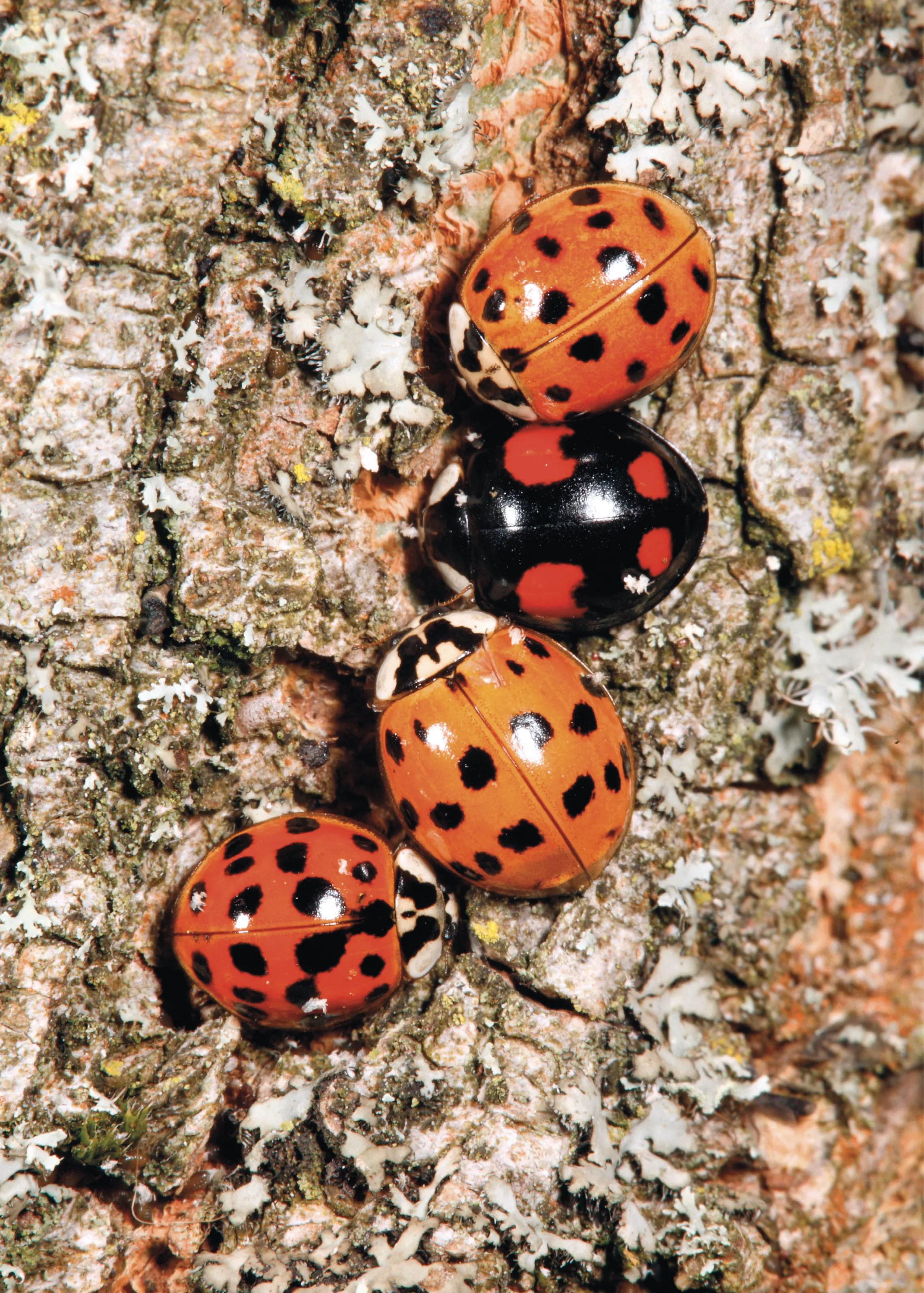 Image de coccinelles sur un arbre.