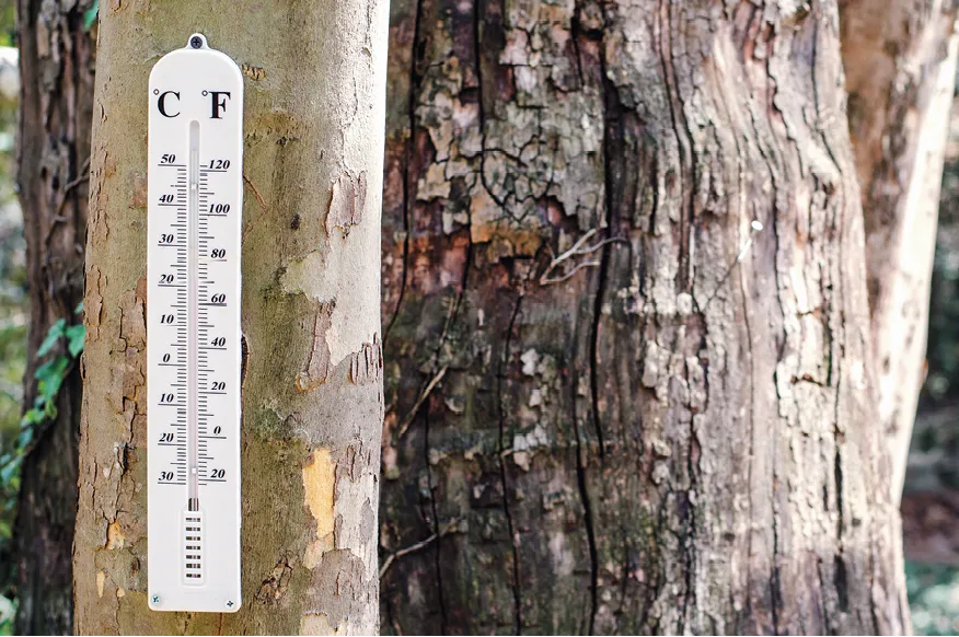 Photo d'un thermomètre sur un arbre.