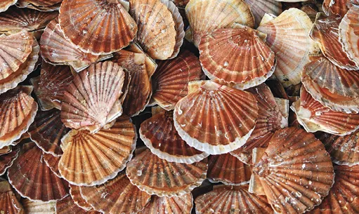 Saint-Jacques fraîches sur un marché de fruits de mer à Dieppe France