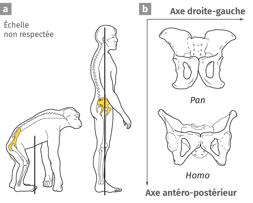 L’anatomie humaine, produit d’une histoire évolutive | Lelivrescolaire ...