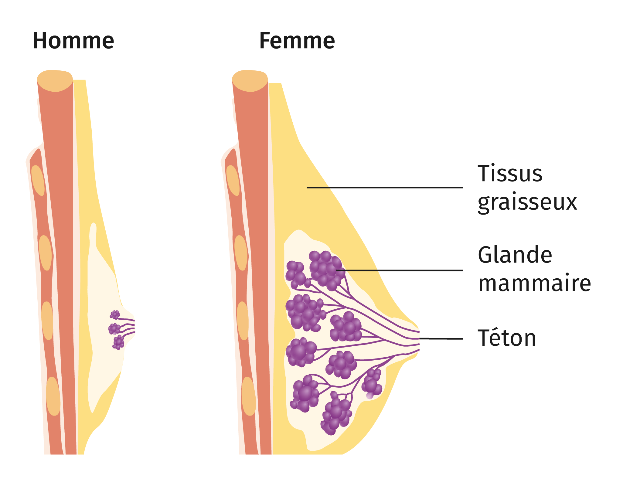 L Anatomie Humaine Produit D Une Histoire Evolutive Lelivrescolaire Fr