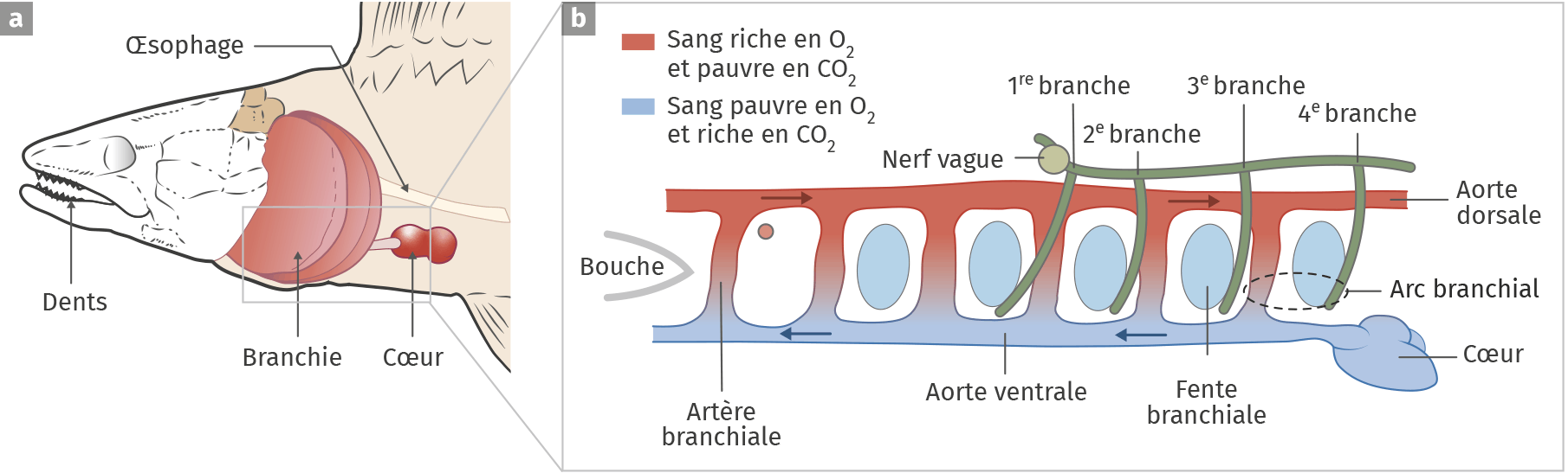 L’anatomie humaine, produit d’une histoire évolutive | Lelivrescolaire ...