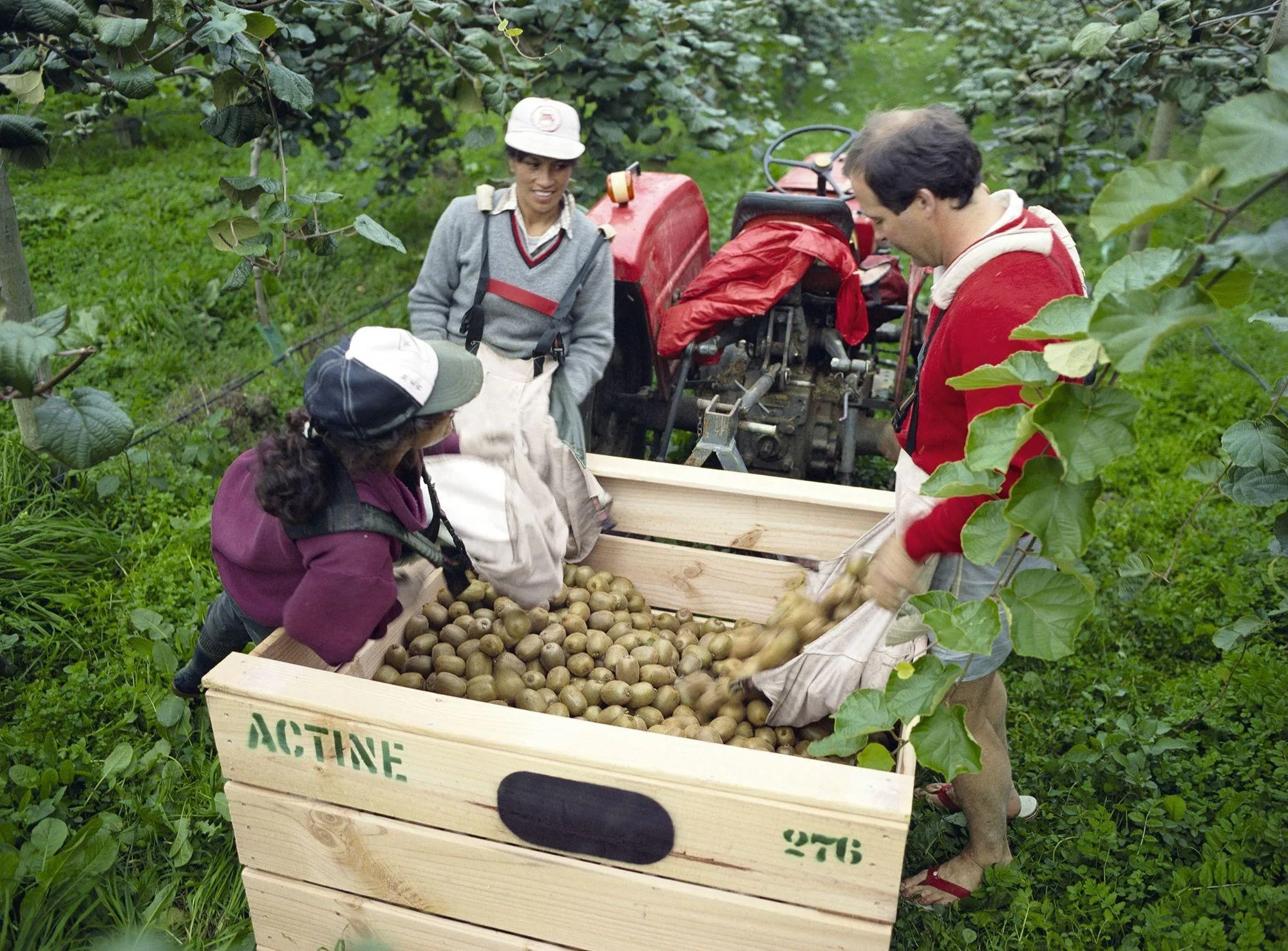 Photographie de trois personnes récoltant des kiwis dans une caisse en bois. Un tracteur est visible en arrière-plan.