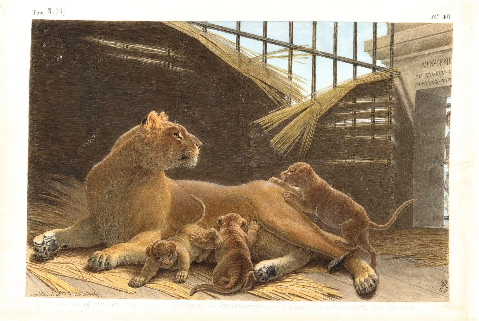 Nicolas Maréchal, Lions nés le 18 brumaire an IX, dans la ménagerie du Muséum, 1801, gouache sur vélin, 46 x 33 cm, bibliothèque du Muséum, Paris.