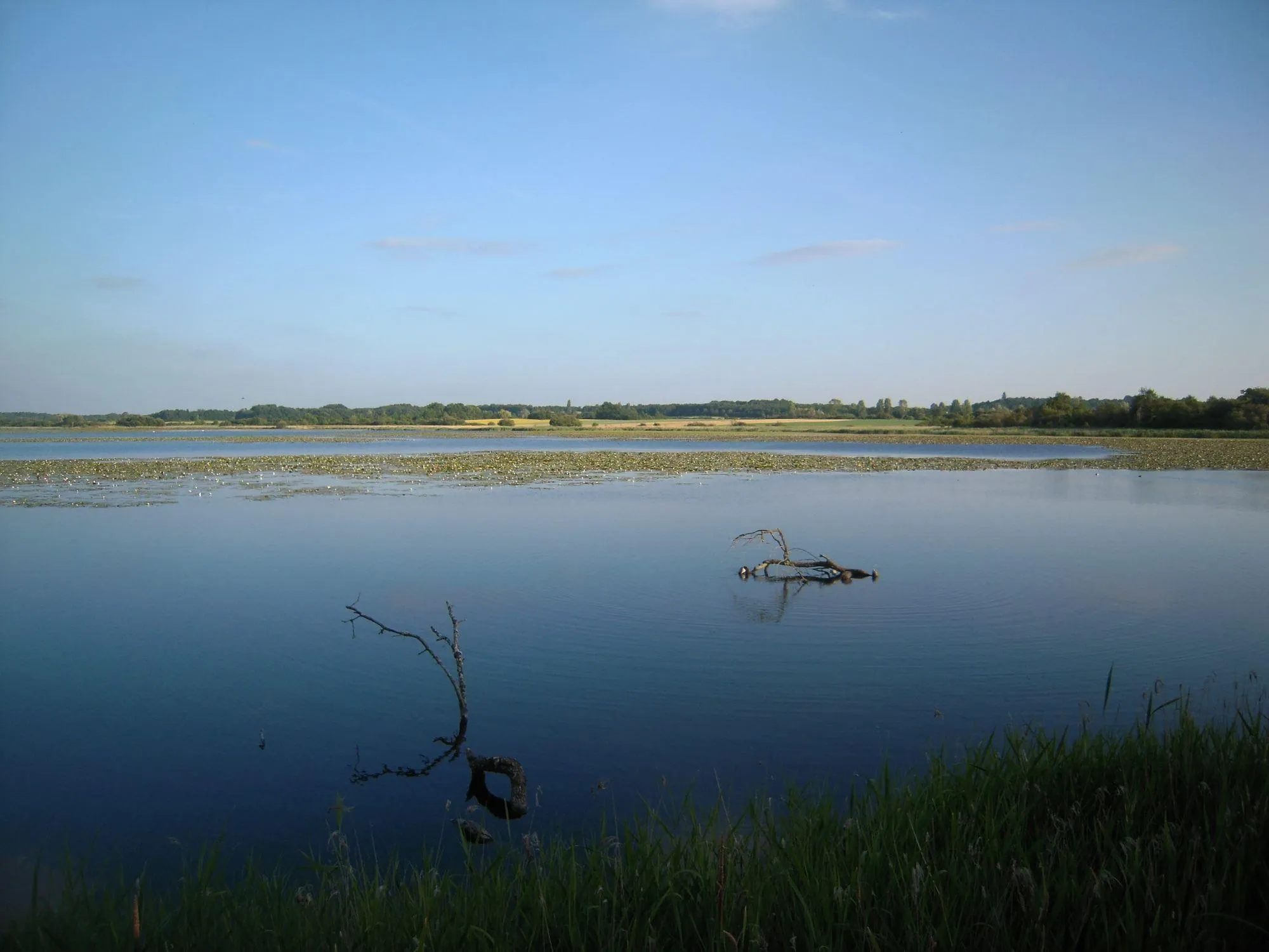 L'étang de la Sous, zone humide protégée.