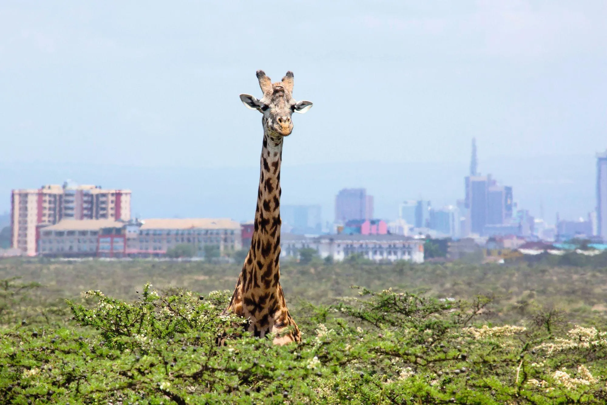 Le parc naturel de Nairobi menacé par l'urbanisation