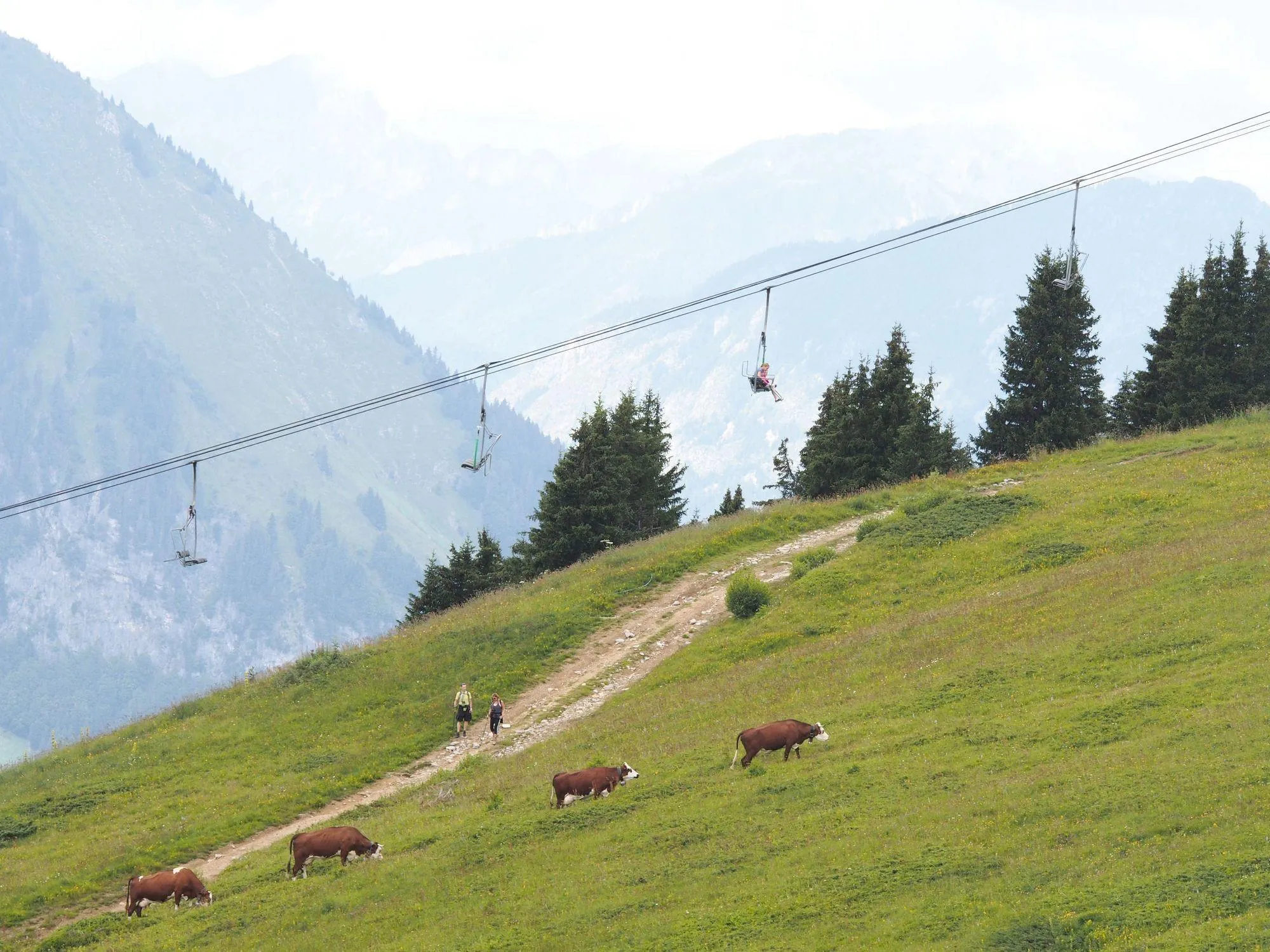 Vaches pâturant à Valmorel (Savoie)