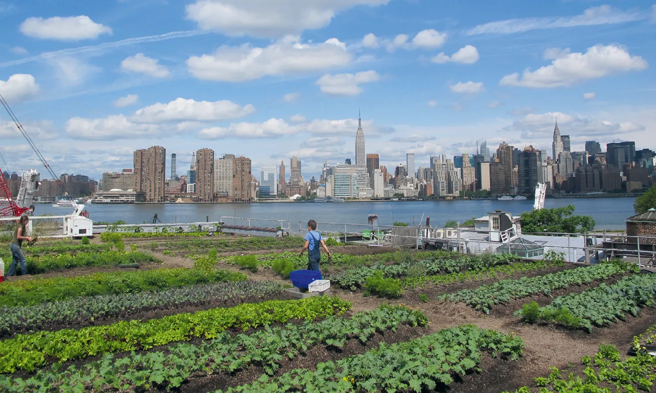 Ferme urbaine sur le toit d'un immeuble dans le quartier de Brooklyn à New York.