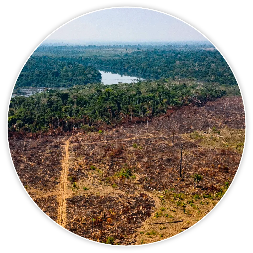 photo de la déforestation