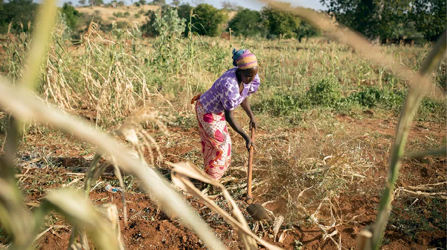 Le désherbage du maïs au Kenya.