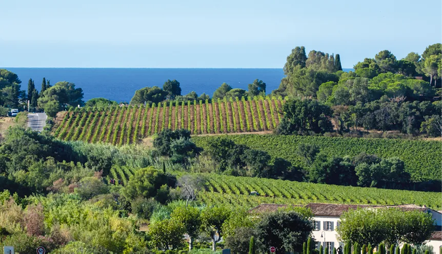 Des vignes en Provence, en France.