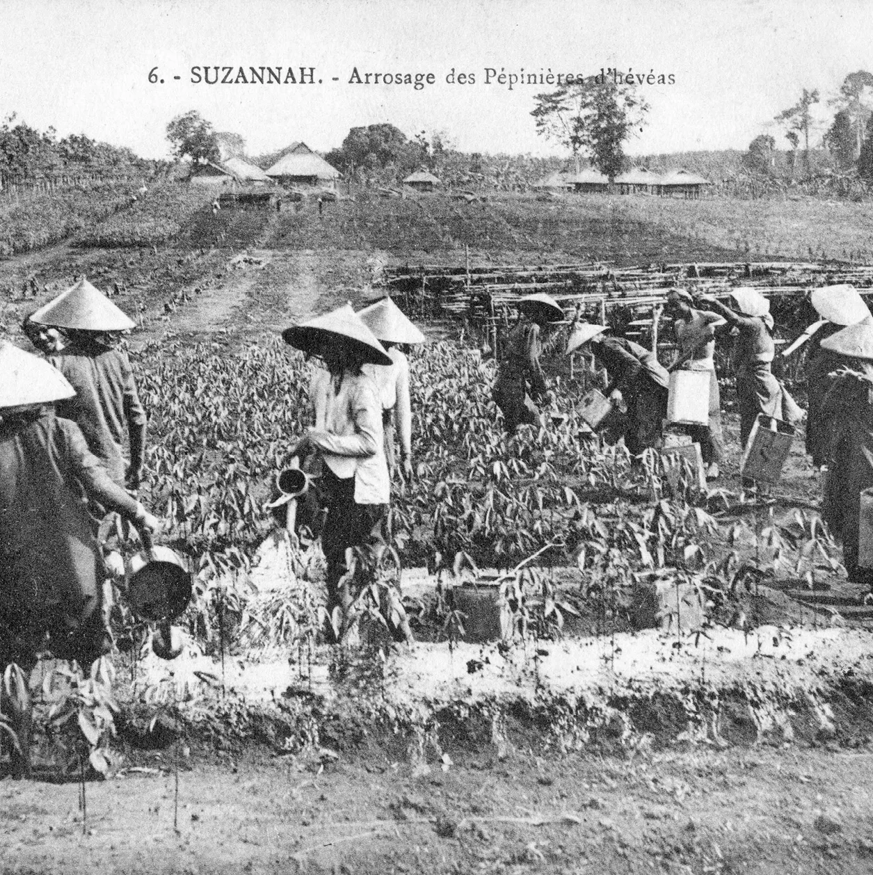 Pépinière d'hévéas en Indochine française / Photographie pour carte postale, années 1910