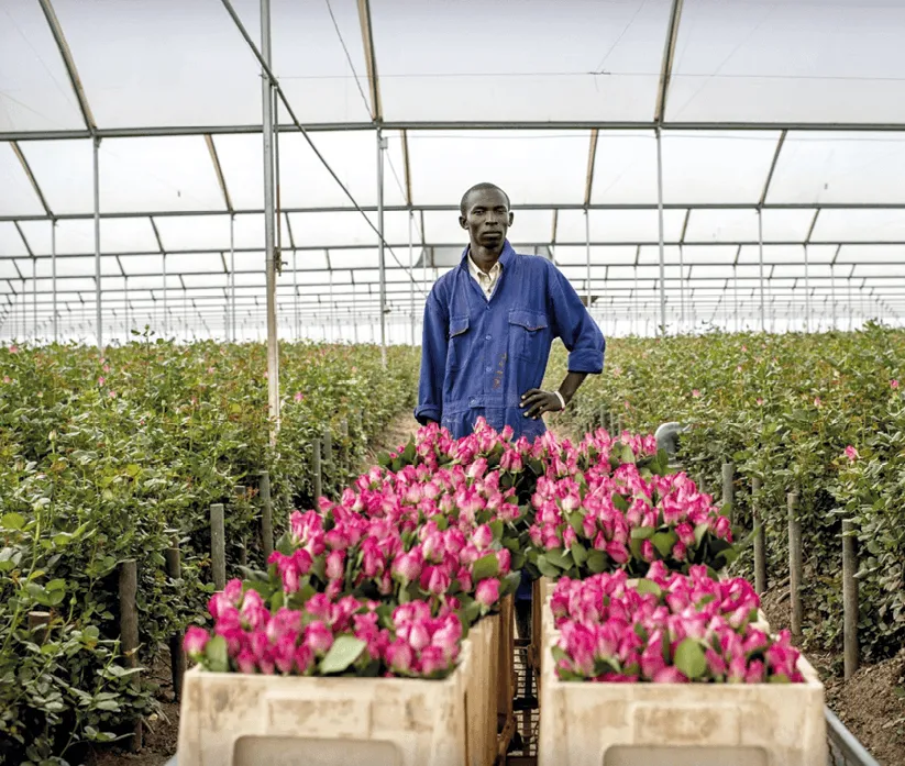 Un employé dans une « ferme à fleurs » à Naivasha au Kenya