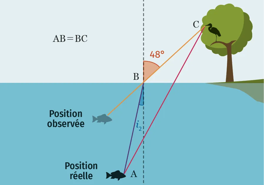 Schéma illustrant la réfraction de la lumière : un héron perché observe un poisson dans l'eau, sa position perçue différant de sa position réelle.