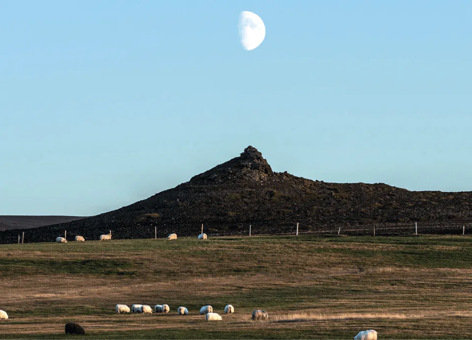 Photographie de moutons pâturant dans un champ, devant une colline volcanique sous une demi-lune.