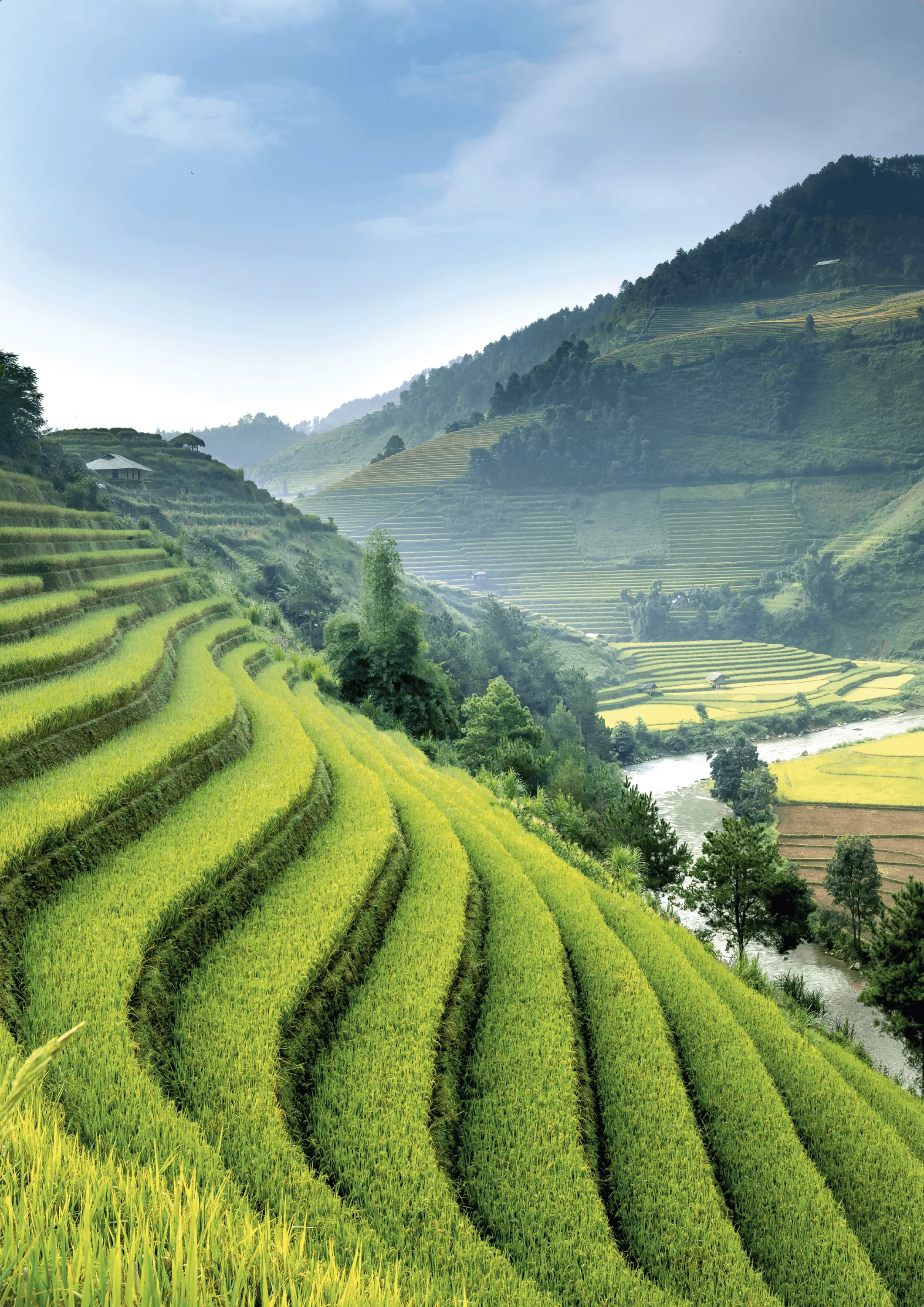 Photographie de rizières en terrasse verdoyantes, sur des collines, près d'une rivière. Paysage agricole asiatique.