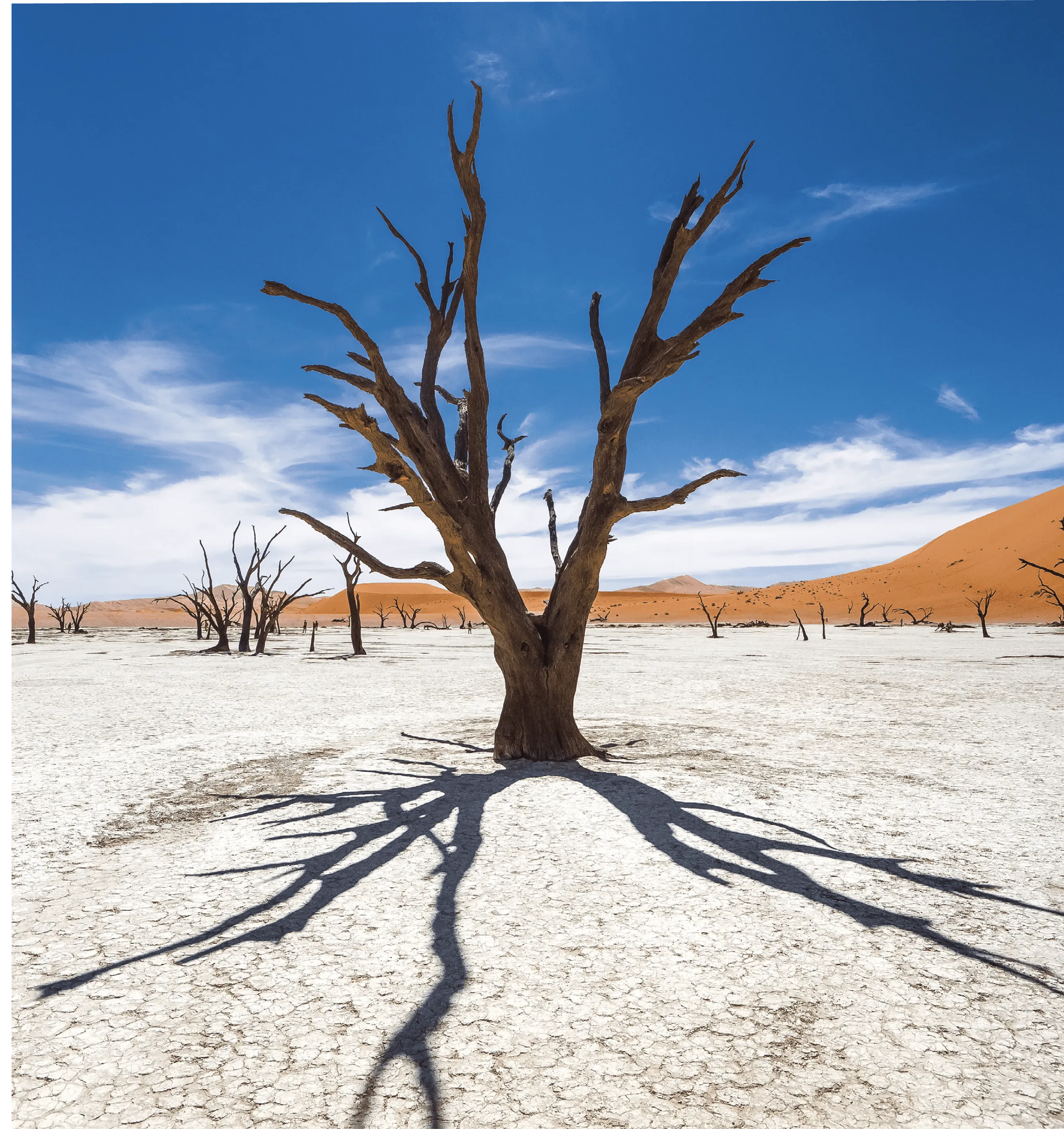 Photographie d'un arbre mort dans le désert, sous un ciel bleu. Son ombre se projette sur le sol craquelé.