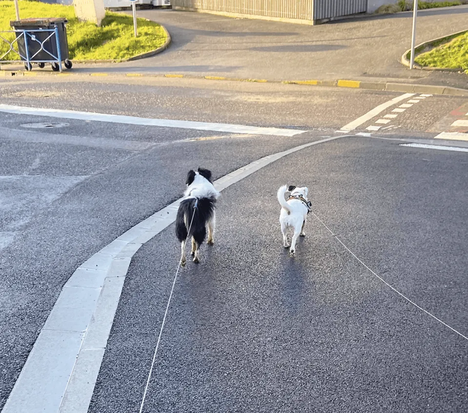 chiens portant des harnais - exercice 46