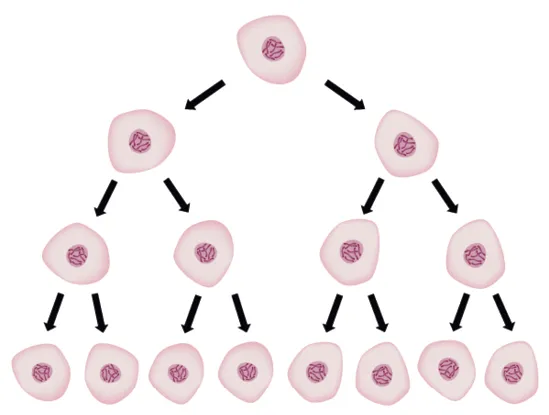 Schéma illustrant la division cellulaire : une cellule se divise en deux, puis quatre, puis huit cellules filles.