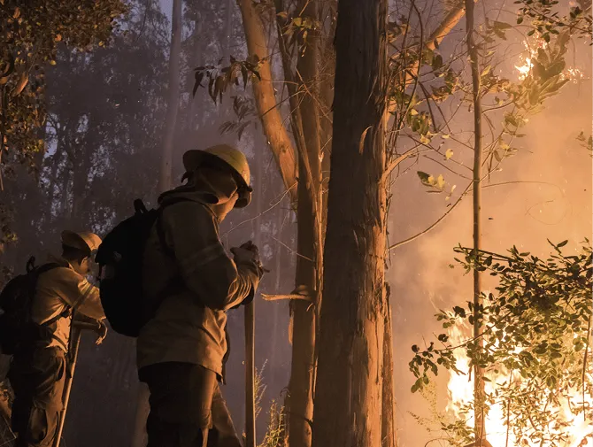 Photographie : deux pompiers luttent contre un incendie de forêt. Ils utilisent des outils pour contenir les flammes près d'arbres.