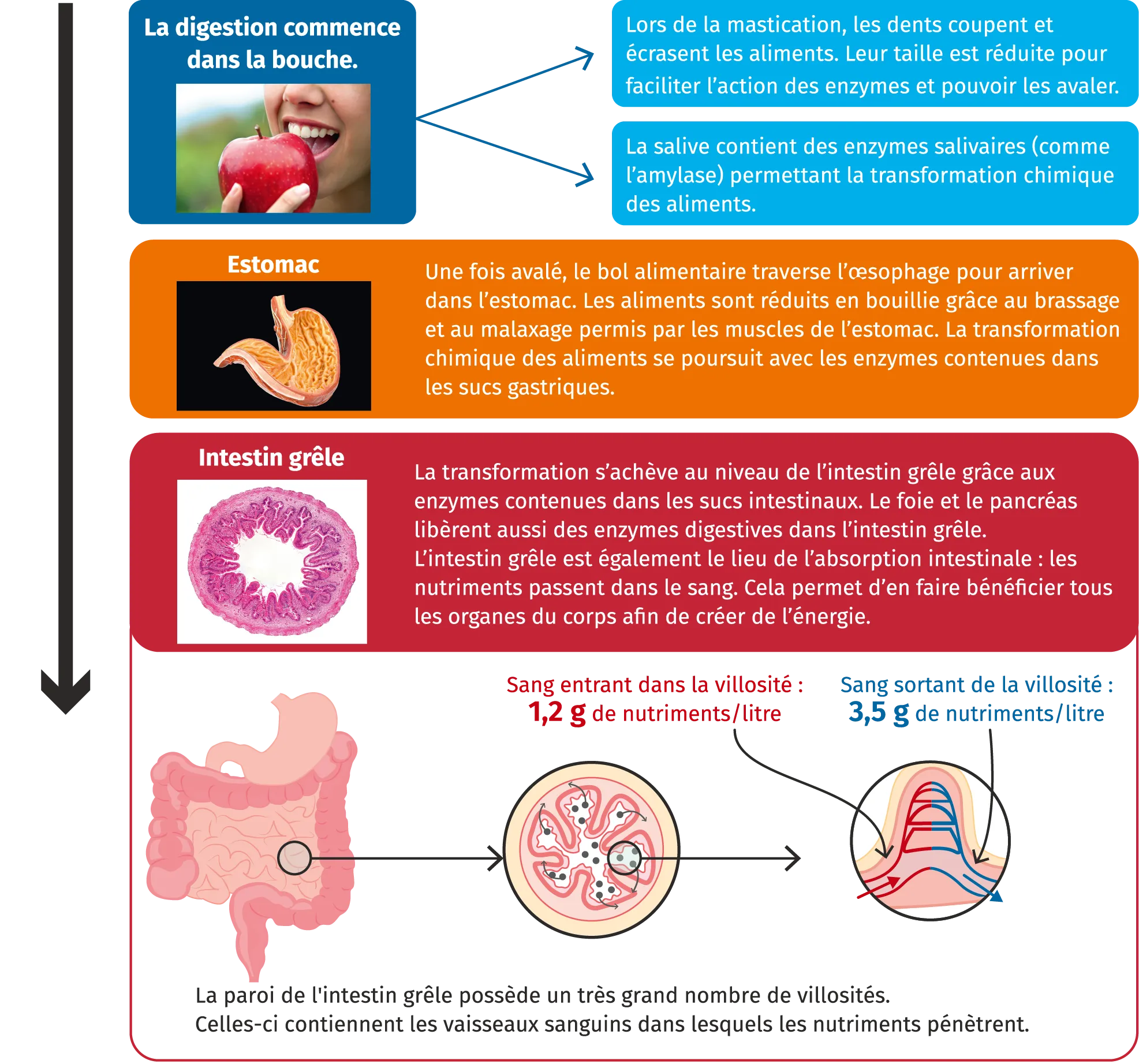 Le mécanisme de digestion