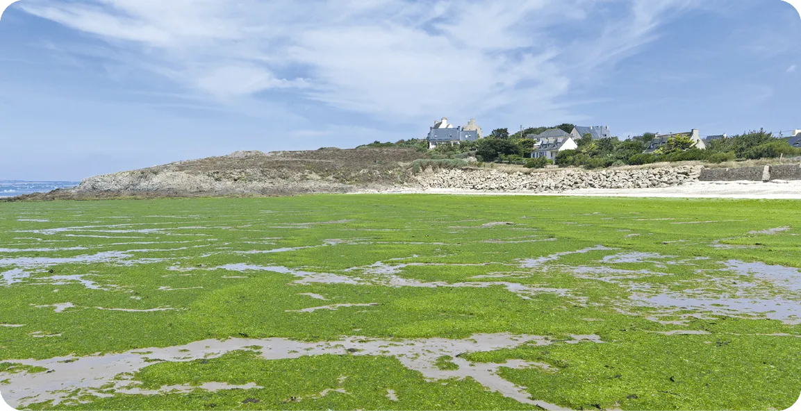 Algues vertes sur les plages de
Bretagne