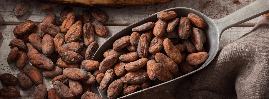 Photographie de fèves de cacao dans une pelle en métal. Les fèves sont brun foncé et semblent grillées. Elles sont disposées sur une surface en bois.