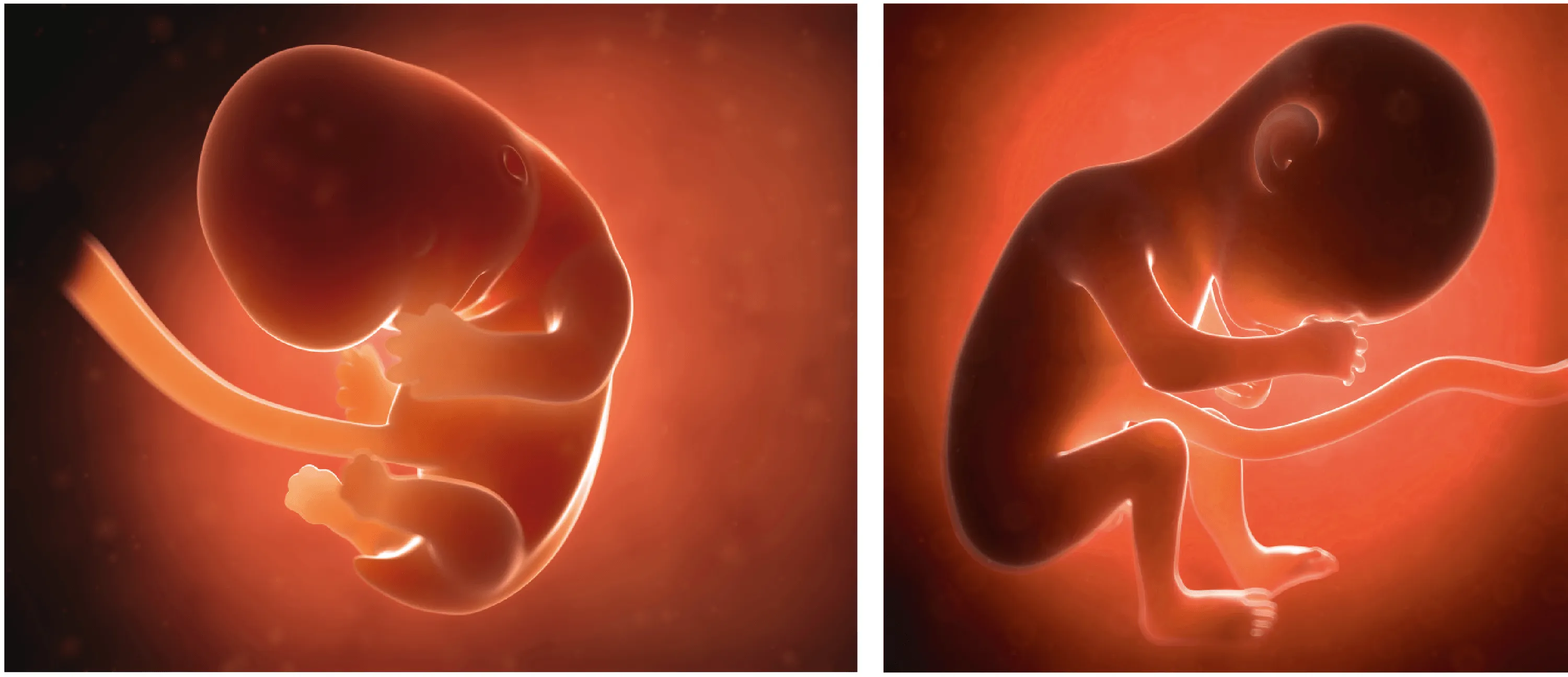 Le futur bébé au bout de 2 mois (à gauche) et de 6 mois de grossesse (à droite).