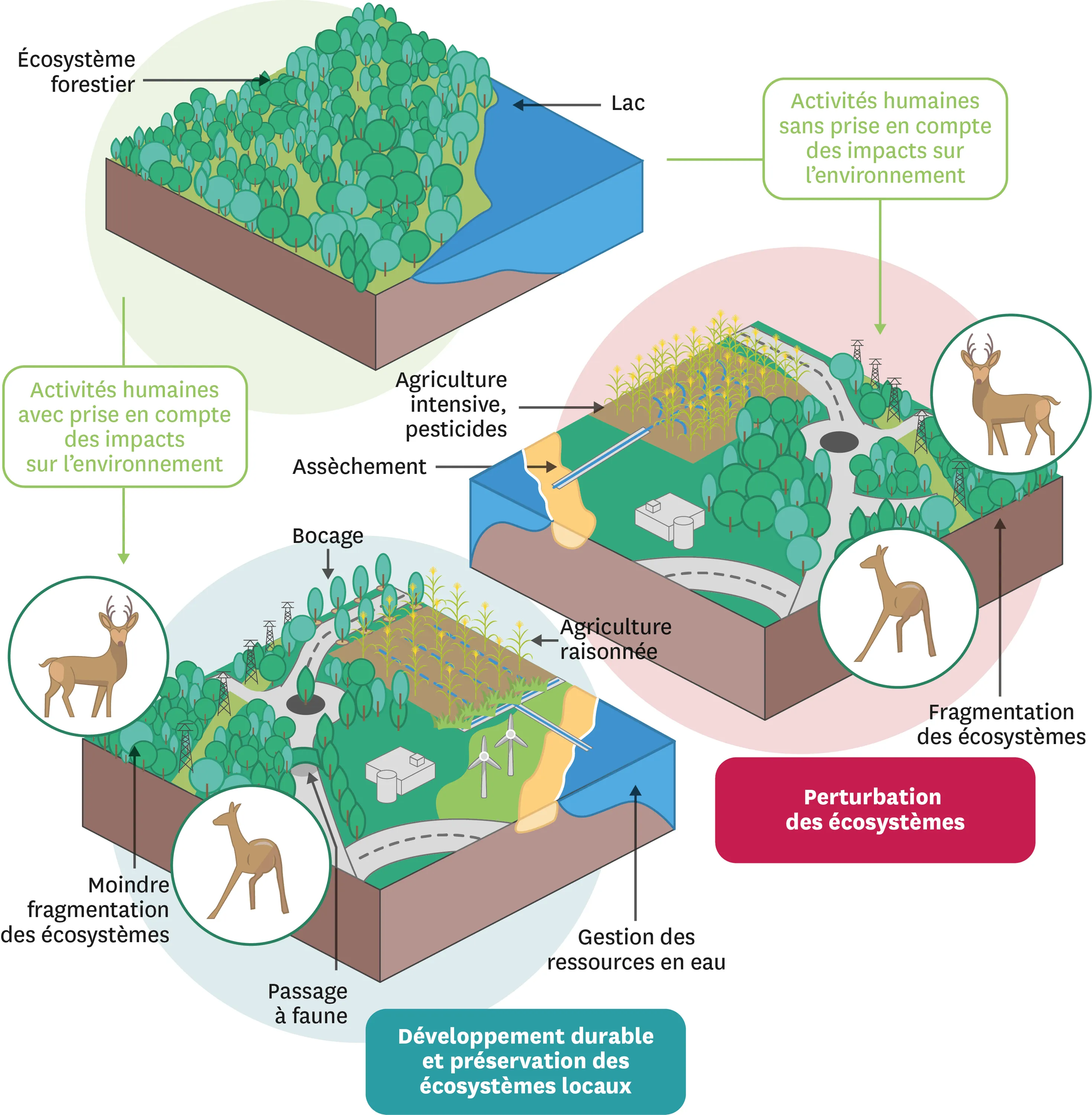 Schéma du développement, des préservations et de pérturbation des ecosystèmes.