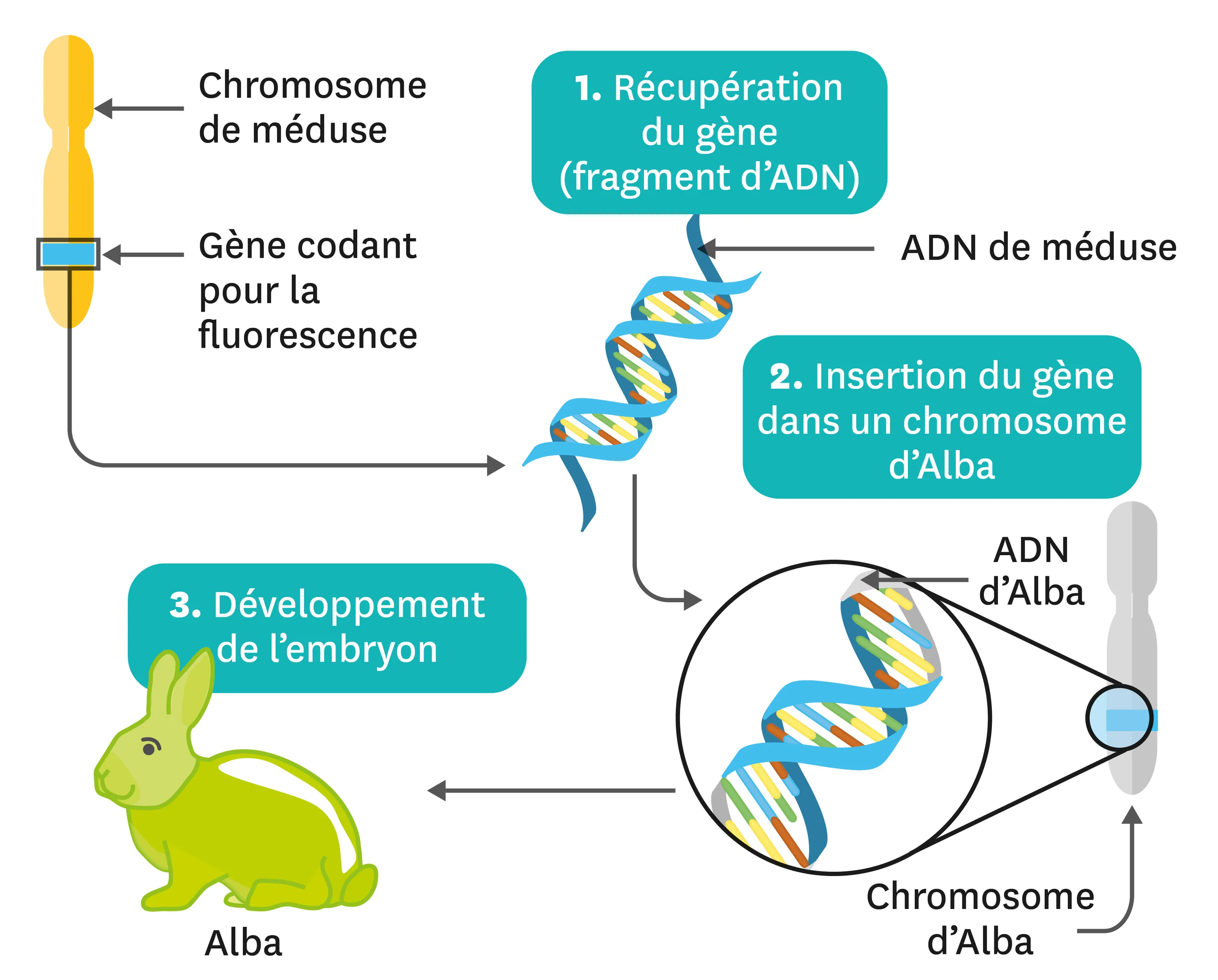 Schéma du principe de la transgenèse permettant d'obtenir Alba.