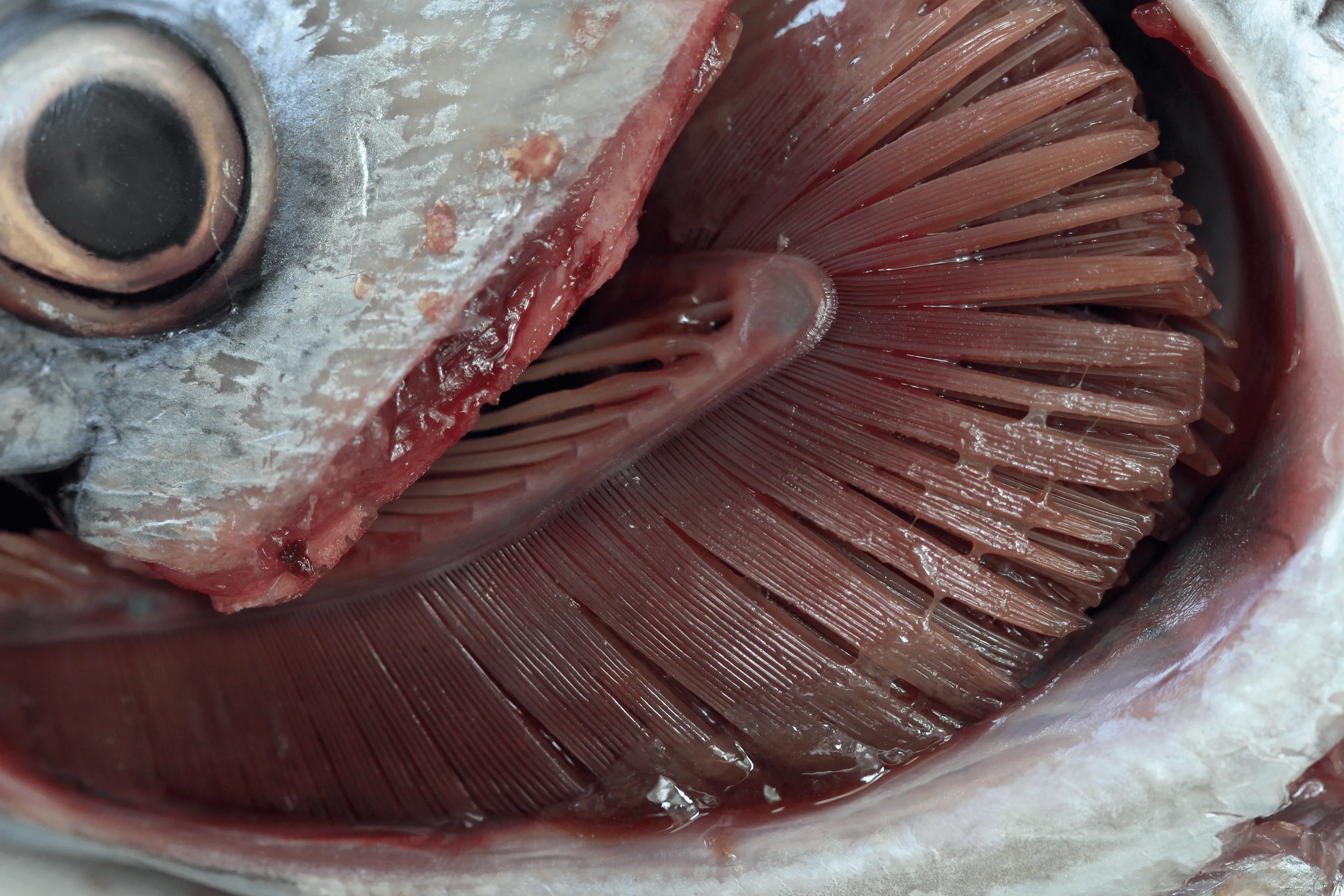 Une dissection de branchies de
poisson.