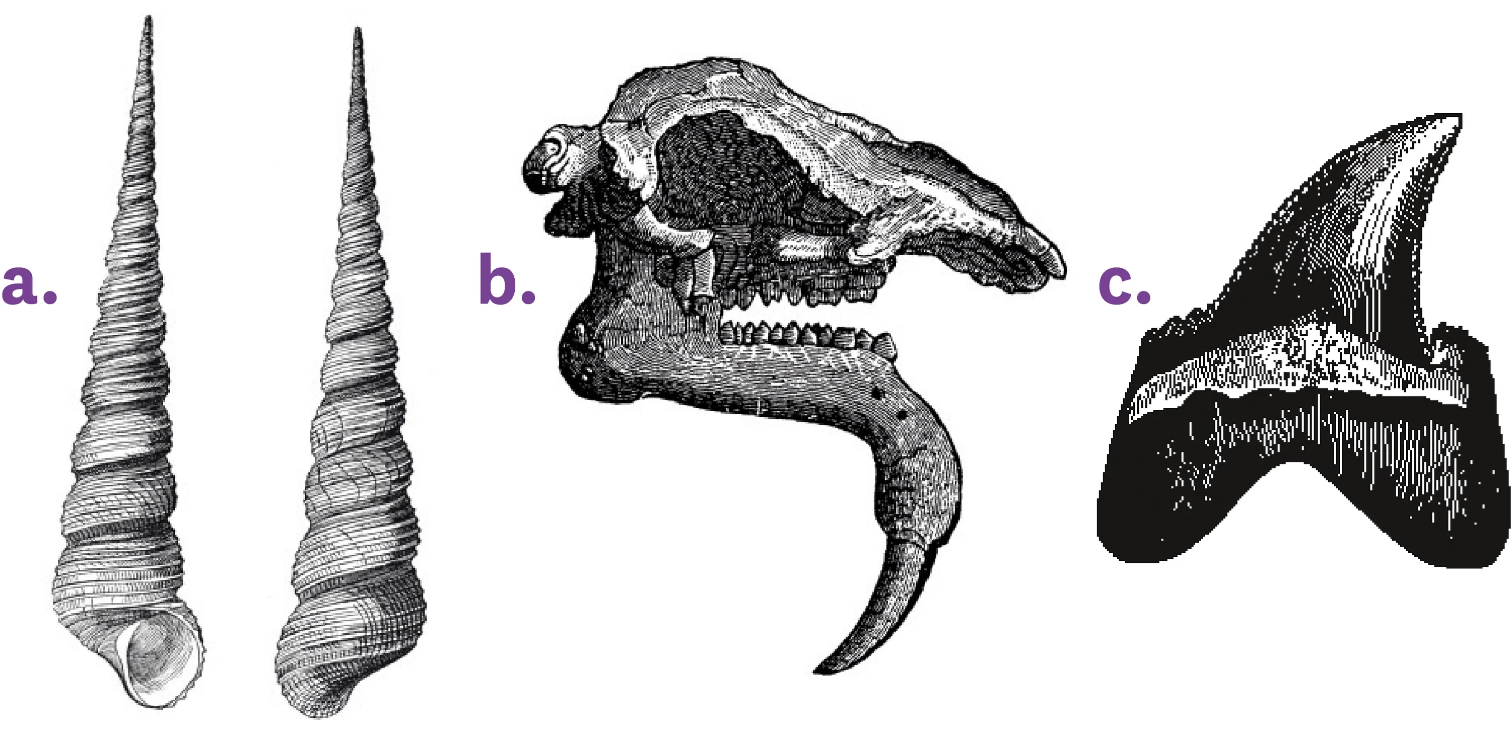 Illustration de 3 fossiles retrouvés à Pontlevoy, près de Tours= a: coquille pointue en forme de corne de licorne ;  b: un crâne possedant des defenses inferrieurs recourbée vers le poitrail ; c: Une dent.