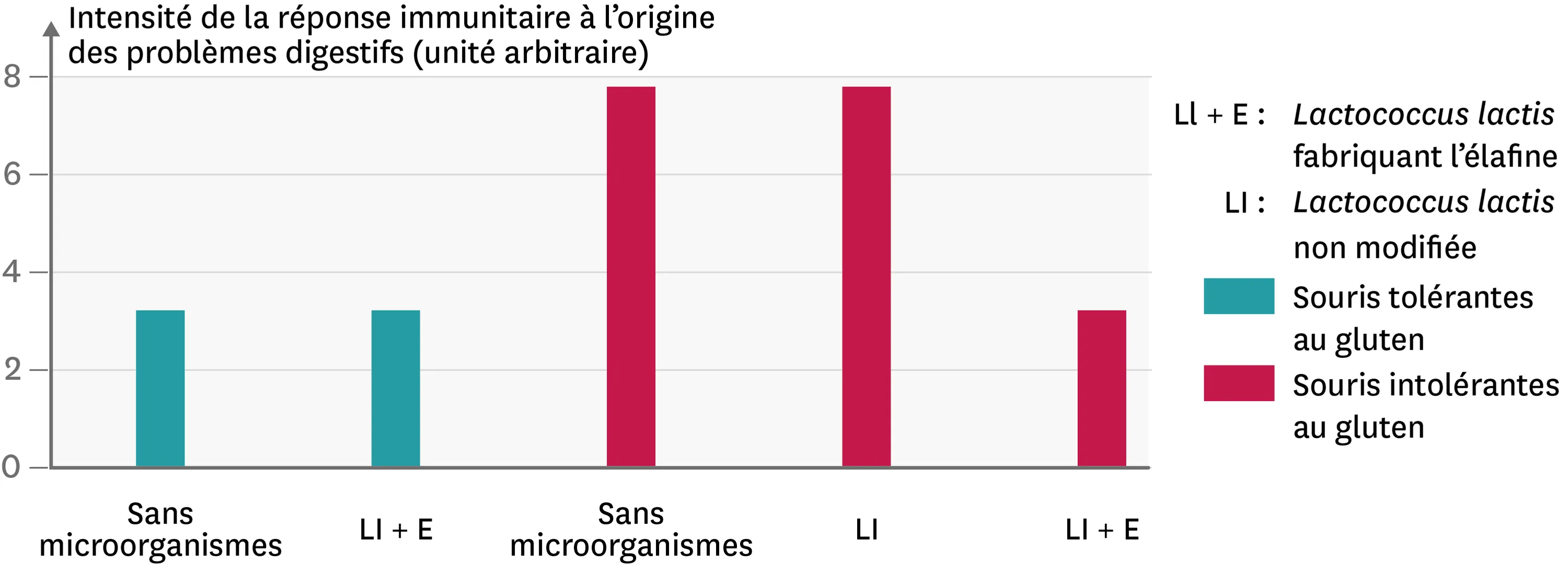Une comparaison de la réponse immunitaire suite à l'ajout de divers microorganismes dans l'alimentation de souris intolérantes ou non au gluten.