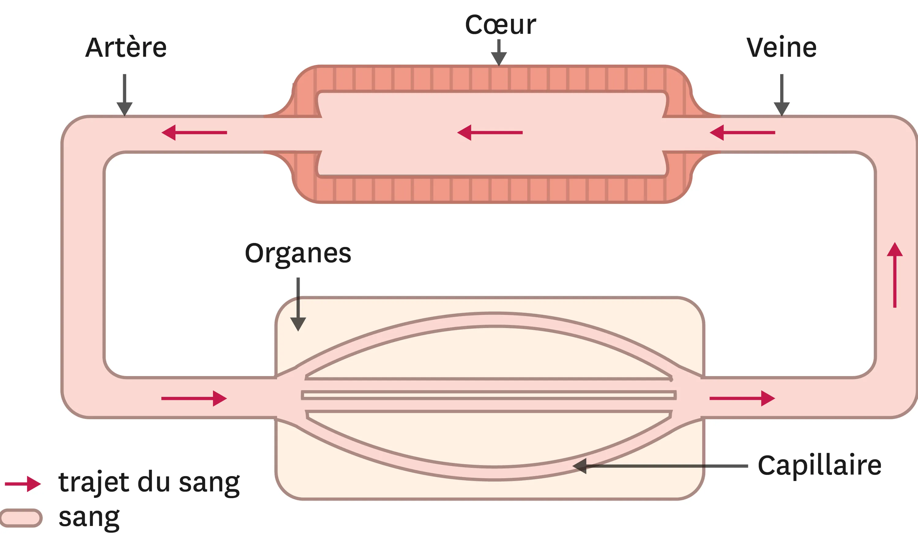 L'appareil circulatoire simplifié d'un organisme vertébré comme la grenouille : le sang passe par le coeur, puis par une artère en direction des organes. Pour alimenter l'organe entier le sang se répand entre différent capillaires, puis il retourne au coeur.